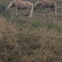 Zwei Haflinger.