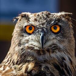 Two owls on the Royal Mile - two people had brought them and offered you to hold them. For money. :D