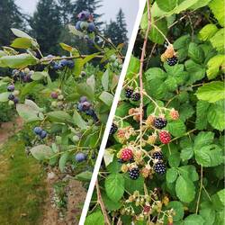 Berry season!