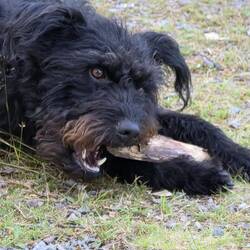 Denkt sich auch der Hund der Nachbarin und macht Kleinholz zum anfeuern 🦫