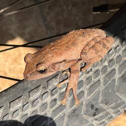 In the morning we found this toad hitchhiker!