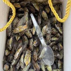 Collection of dead cicadas!