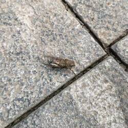 Only one of the many thousands of cicada that made up the intense soundscape of Tam Chuc