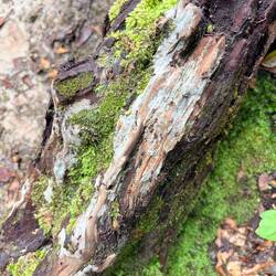 Termites
