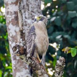 Flying lemur and baby