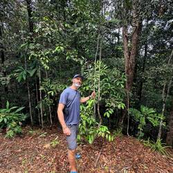 Matt and the Tongkat Ali tree!