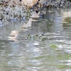 Spot the crocodile!