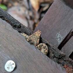 Pit viper on our 600 step climb