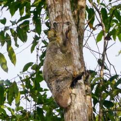 Crested serpent eagle