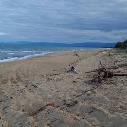 Forrest Beach