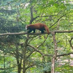 Roter Panda. Ich hatte mal ne Freundin die fuhr einen 😂.