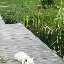 Theo, der Hund von Agnieszka, Vermieterin der Tiny Houses Wilkasy