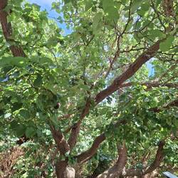 Im Museumsgarten der große, 300jährige Maulbeerbaum