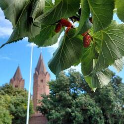 Reife Maulbeeren