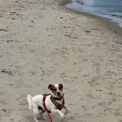 Muss er eben alleine ein paar Zoomies machen