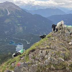 Am Grubigstein hätte unser Schaf eine neue Herde gefunden