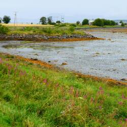 Shoreline at low tide