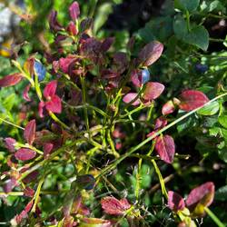 Heidelbeeren