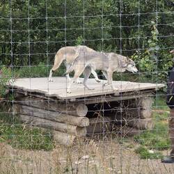 Handaufgezogene Wolfshunde