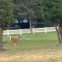 Lots of deer