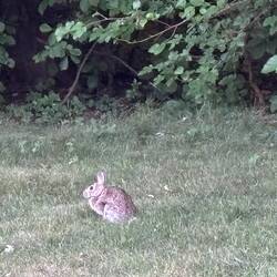 Lots of bunnies on the Minnesota property