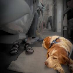 Mui had a canine companion sleeping in the aisle next to his seat — Aboard Frecciarossa to Roma.
