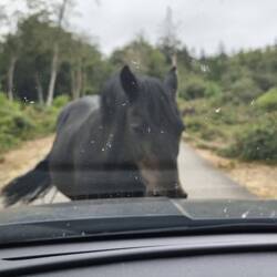 Wir mussten aussteigen und das Pferd sanft wegschieben