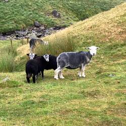 Herdwick-Schafe, hauptsächlich im Lake District beheimatet