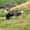 Herdwick-Schafe, hauptsächlich im Lake District beheimatet