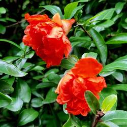 Granatapfel-Blüten