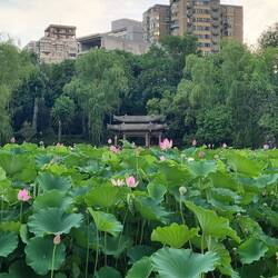 Lotusblumen im nahen Park ...