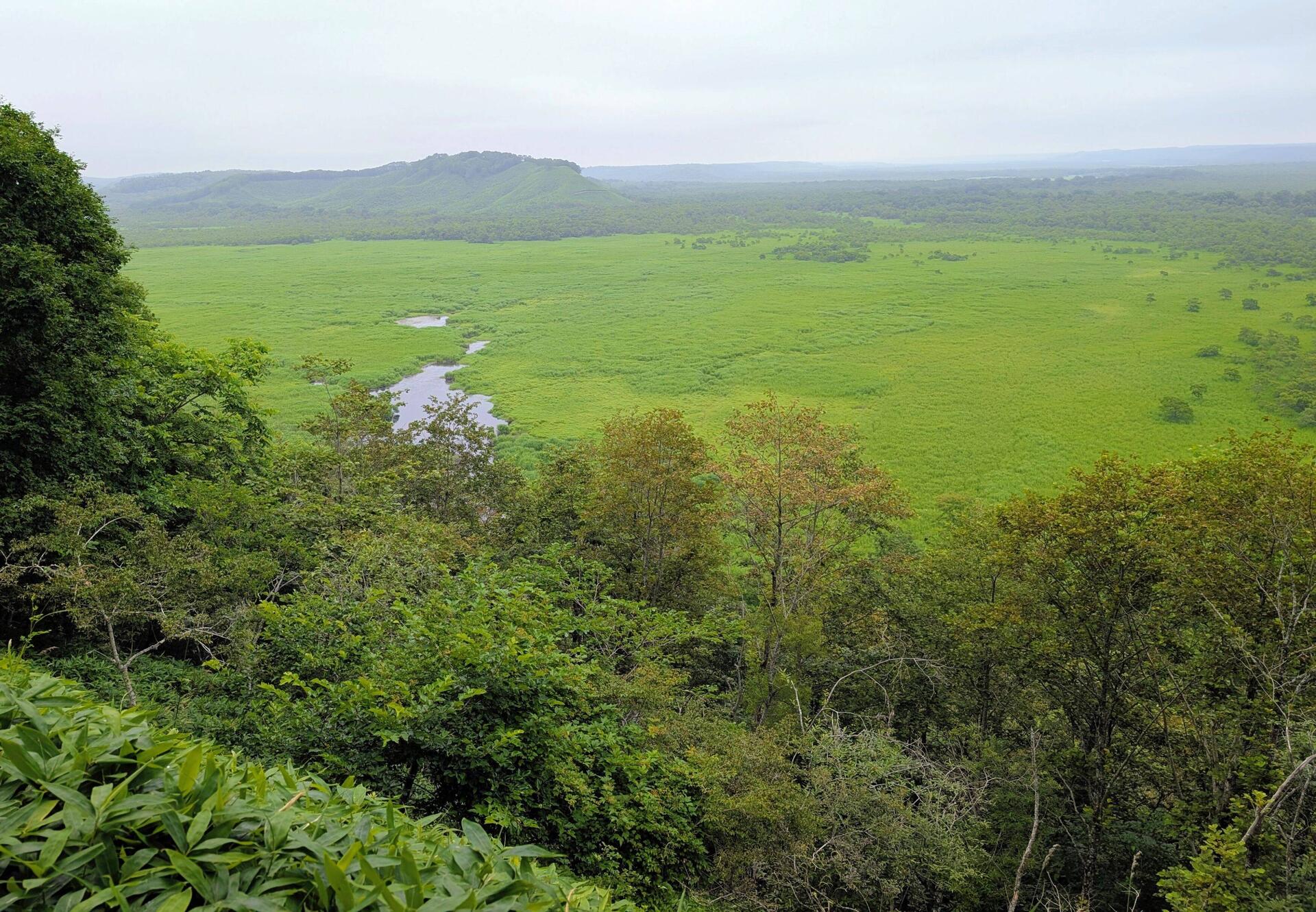Wetlands