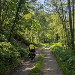 Forest trails