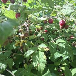 ...mit leckeren Himbeeren.