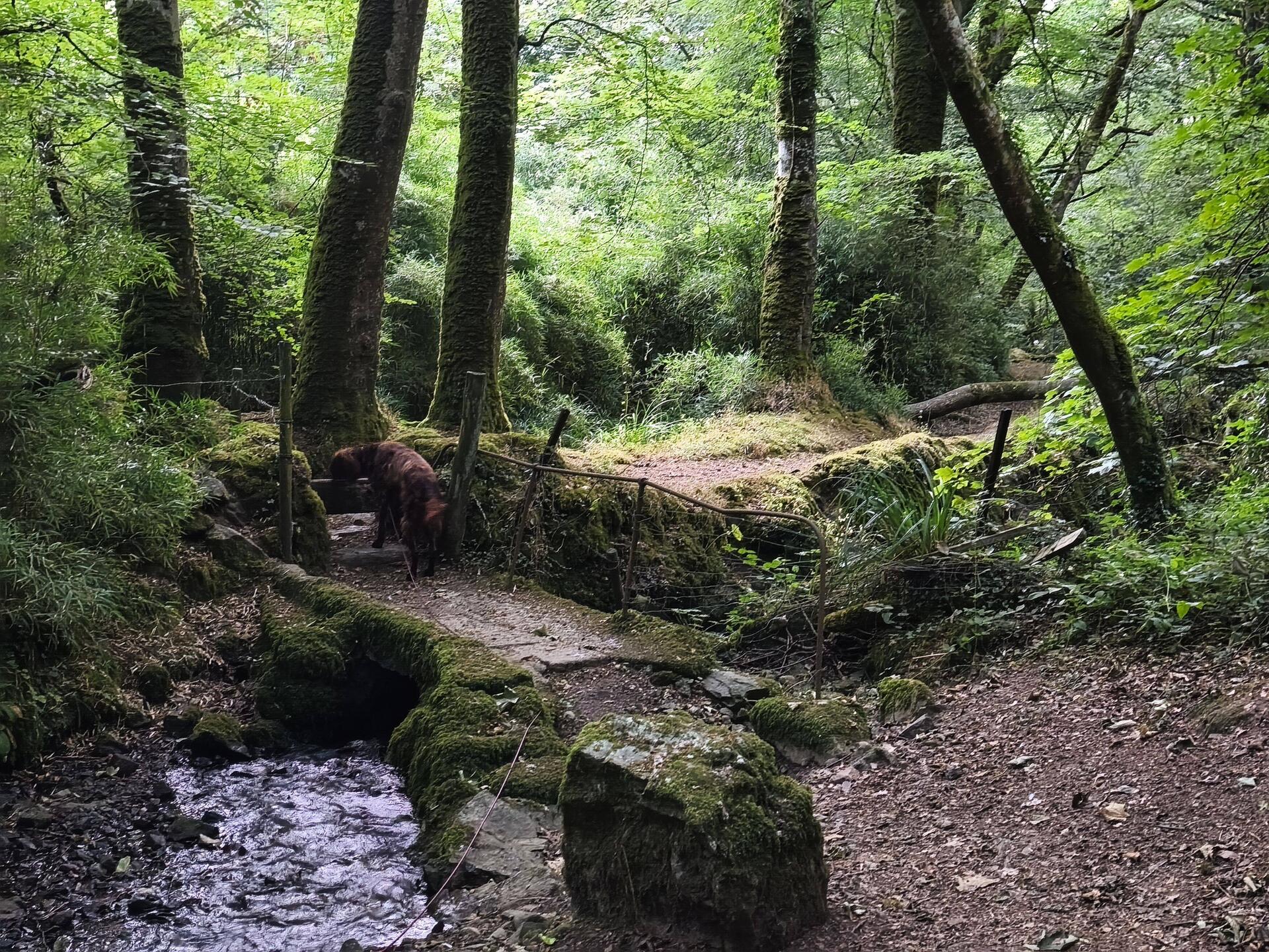 Auf der Hunderunde