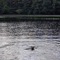 Der Hund wollte quer DURCH den See 💁🏻‍♂️