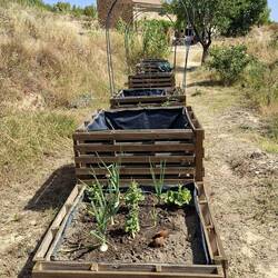 Vege garden Spanish-style