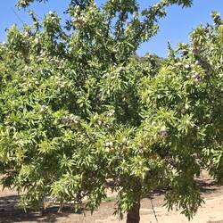 Almond tree, nearly ready to harvest