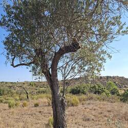 ...to this!! I LOVE pruning olive trees!