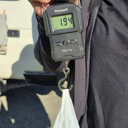 1.9 kg, davon 500 gr. Rogen