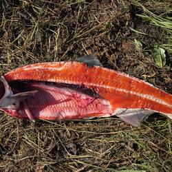 Silverlachs