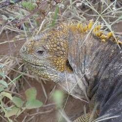 Der endemische Landleguan