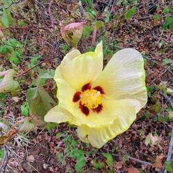 Blüte der Galapagos-Baumwolle