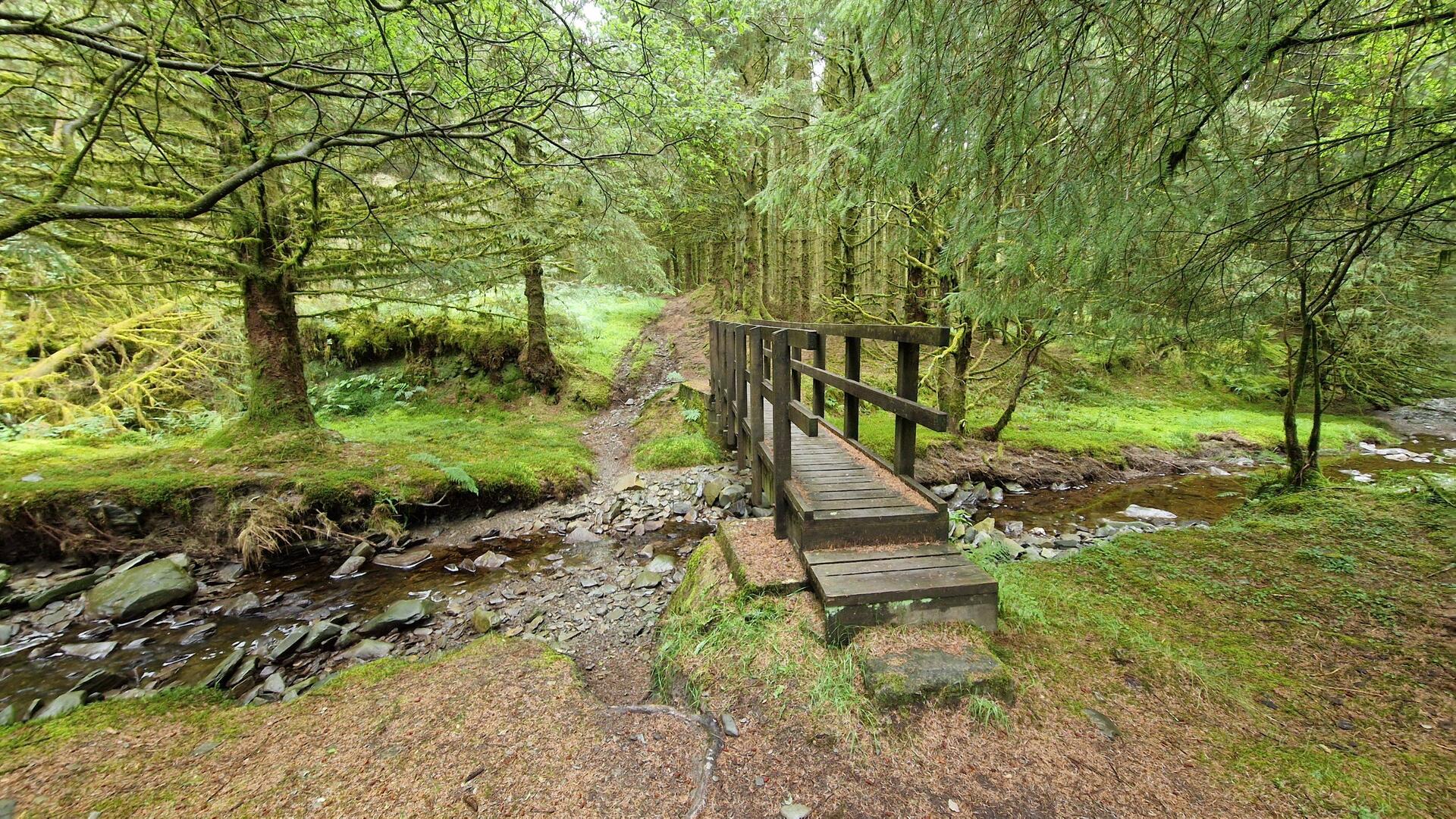 Footbridge over stream in forest at Rhos y Cŵn