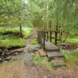 Footbridge over stream in forest at Rhos y Cŵn