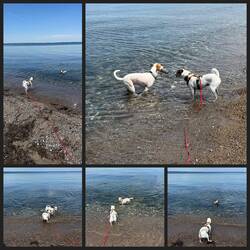 Immerhin war Louie mit allen 4 Pfoten im Wasser