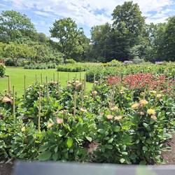 Dahlien-Garten