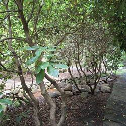 Schlosspark: Rhododendron-Urwald