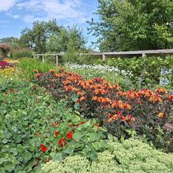 Schöne Stauden und Blüten