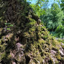 Felsen am Ufer